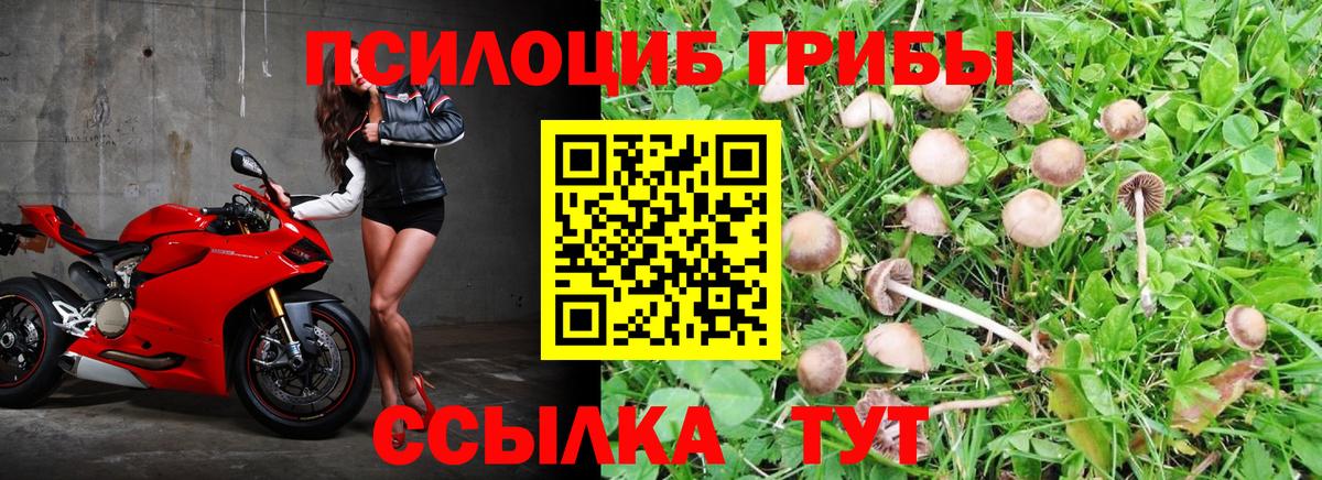 Псилоцибиновые грибы мицелий  Псилоцибиновые грибы прущие грибы  Вход с VPN  Калининград 